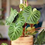Philodendron Care 101: Learn How To Grow Vining And Upright