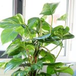 Philodendron Houseplant – Types / How To Grow, Care And Plant