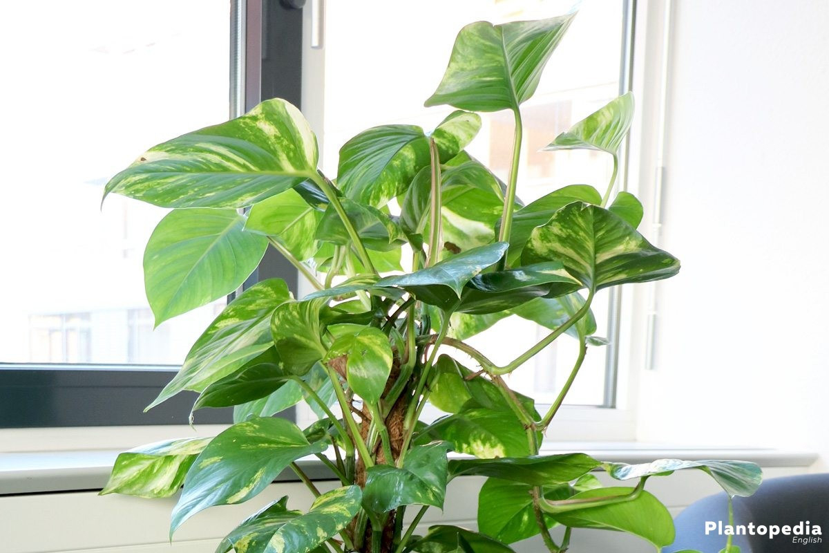Philodendron Houseplant – Types / How To Grow, Care And Plant