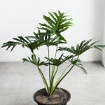 Philodendron Selloum