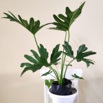 Philodendron Selloum 50 60Cm Heights, Furniture & Home Living