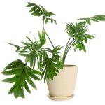 Philodendron Selloum/ Philodendron Bipinnatifidum Care Guide