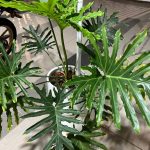 Philodendron Selloum / Pokok Keladi, Furniture & Home Living