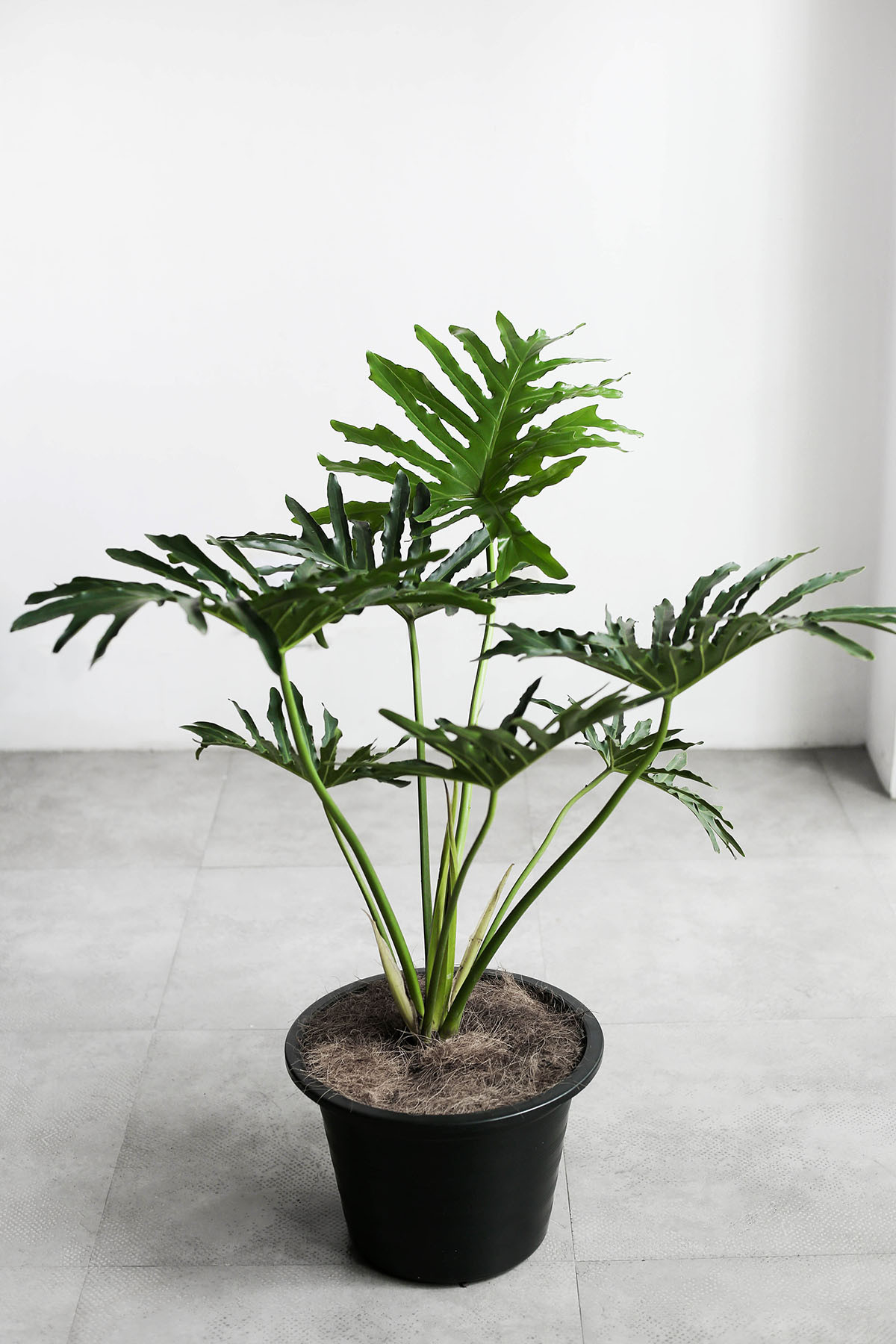 Philodendron Selloum