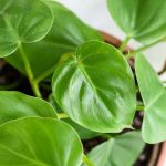 Philodendron Varieties: How To Grow Indoors
