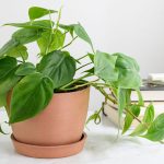 Philodendron Varieties: How To Grow Indoors
