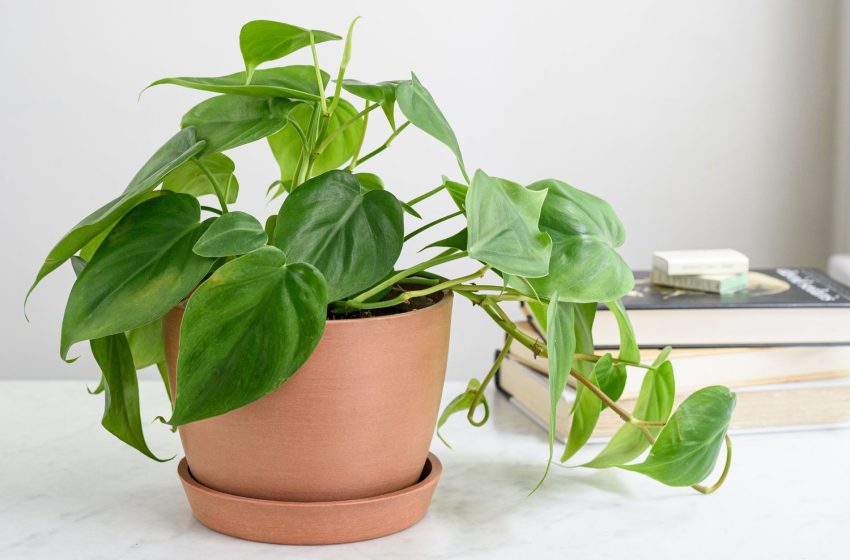  Philodendron Plant
