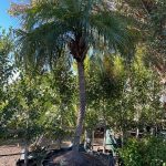 Phoenix Roebelenii (Dwarf Date Palm) – True Green Nursery
