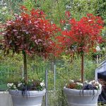 Photinia Fraseri ''Red Robin'' – Compact 120Cm Standard Tree