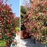 Photinia Serrulata Red Robin (Christmas Berry) - Shrub