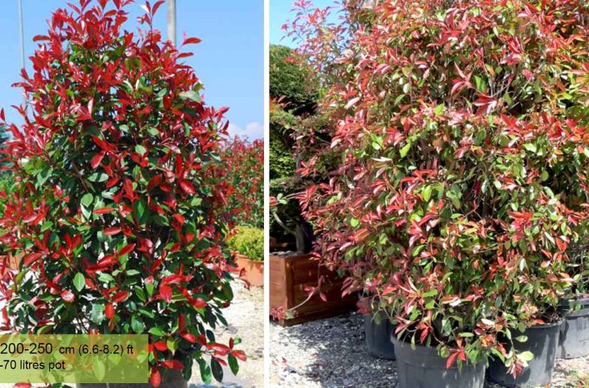  Photinia Red Robin Plant