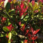 Photinia × Fraseri 'Little Red Robin' – Picturethis