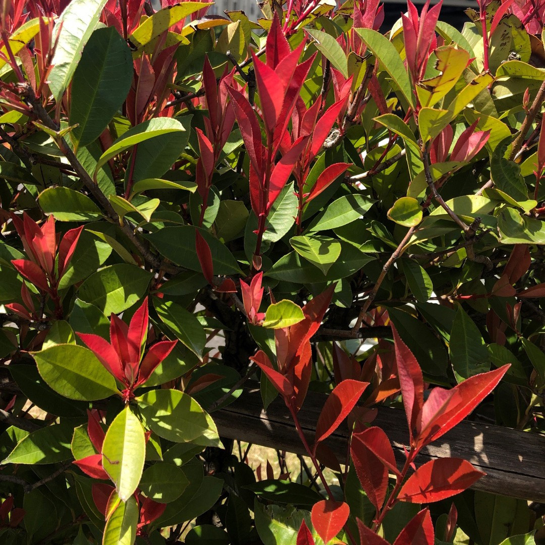 Photinia × Fraseri 'Little Red Robin' - Picturethis