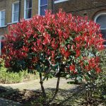 Photinia X Fraseri 'Red Robin' | Landscape Architect'S Pages