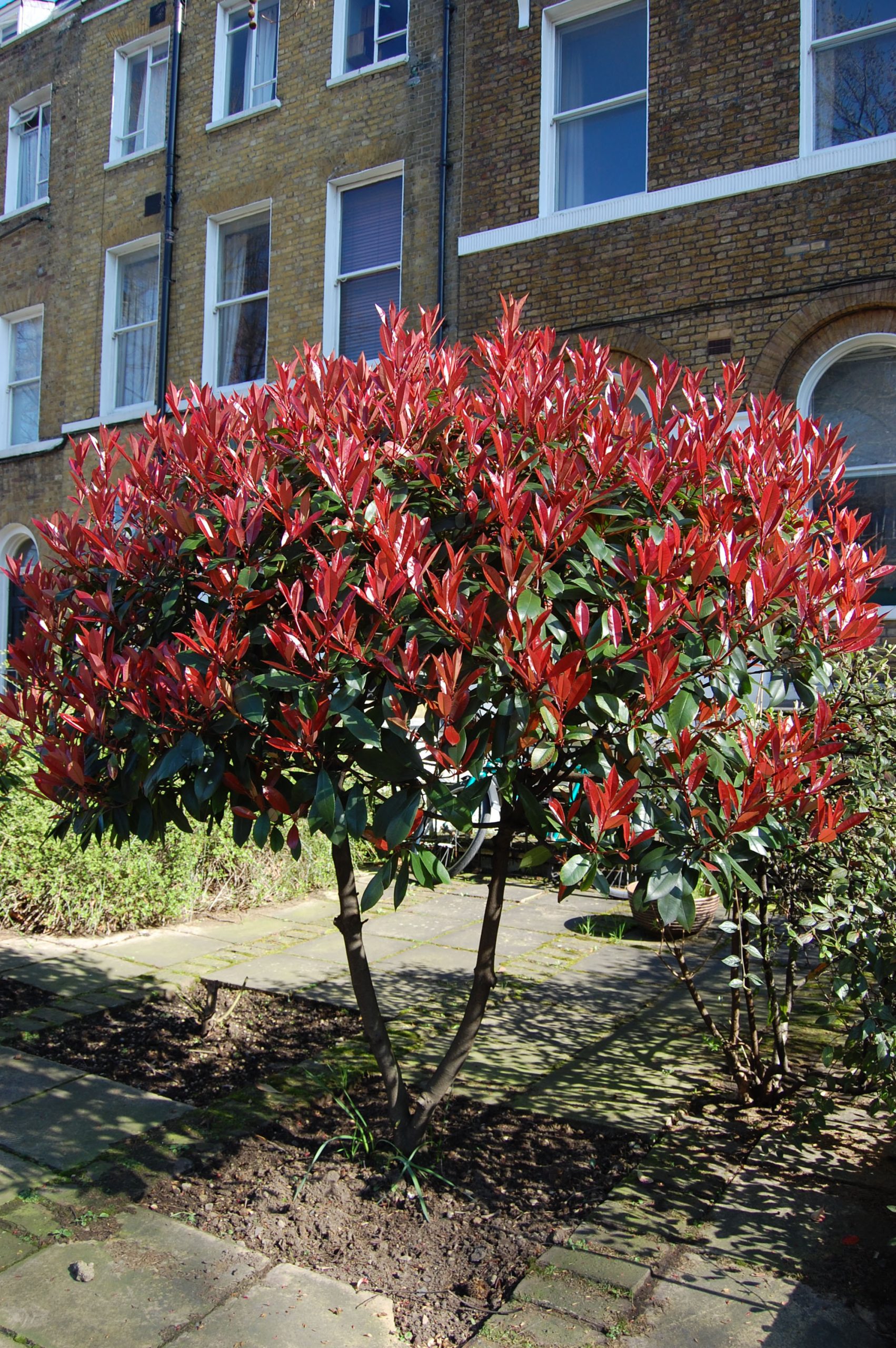 Photinia X Fraseri 'Red Robin' | Landscape Architect'S Pages