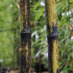 Phyllostachys Nigra Black Bamboo | Bamboo Garden