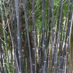 Phyllostachys Nigra “Black Bamboo” | Bamboo Plants Hq