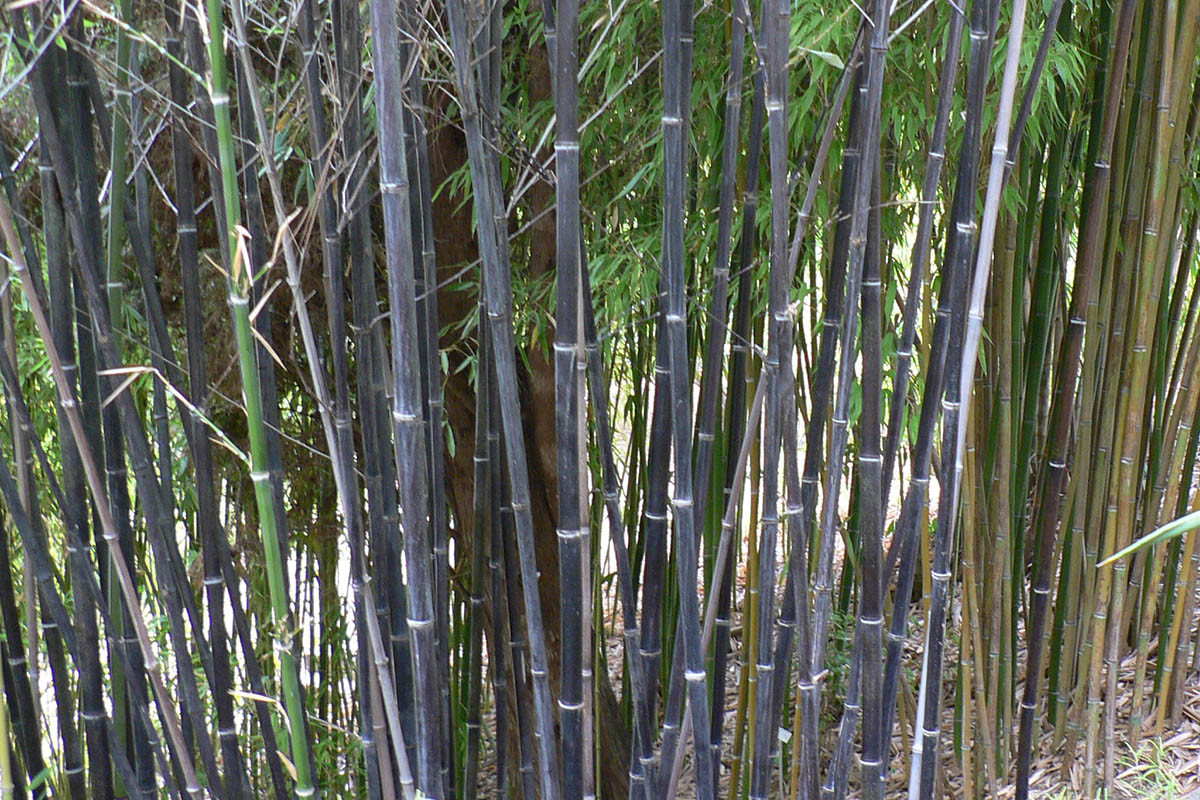 Phyllostachys Nigra “Black Bamboo” | Bamboo Plants Hq