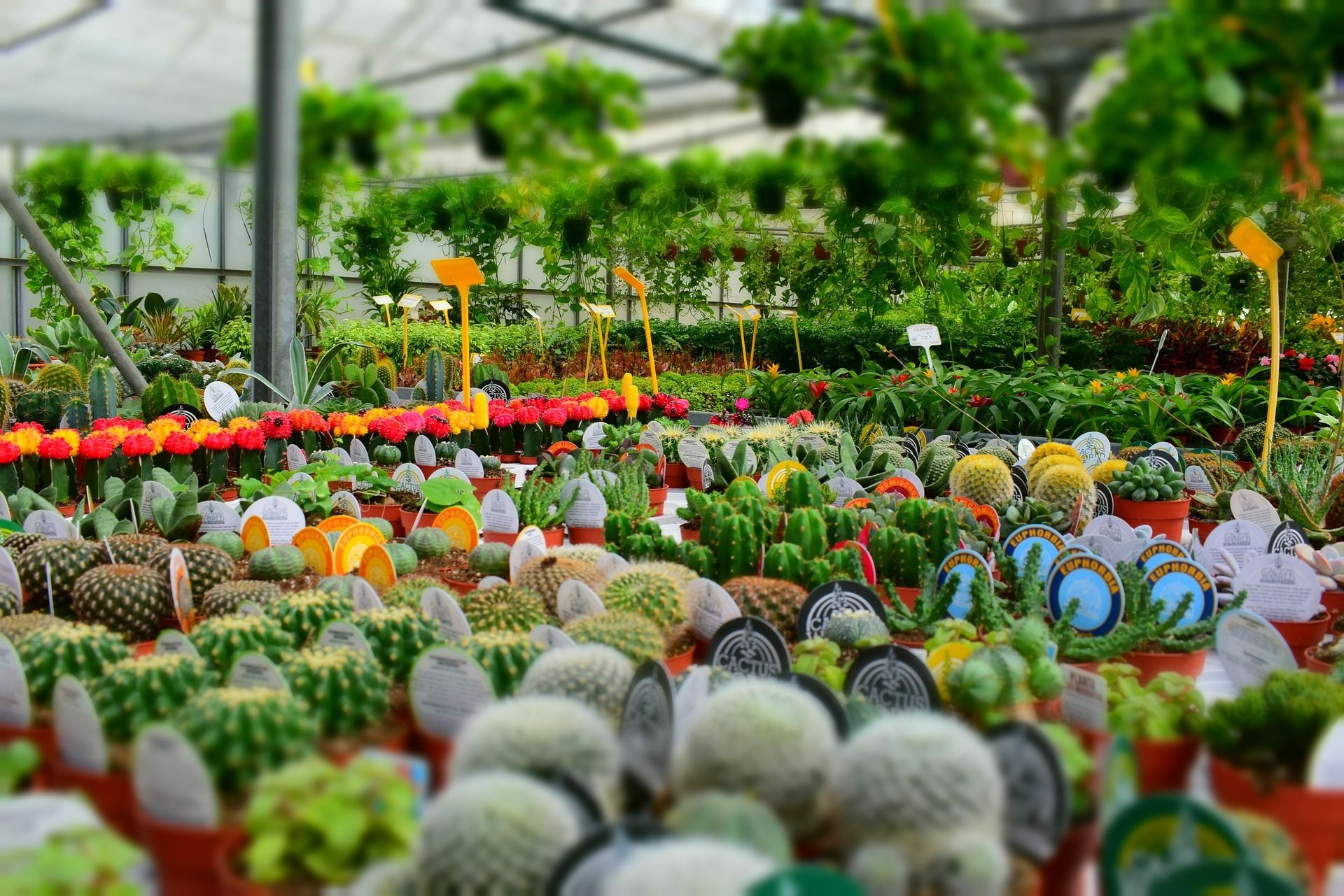 Pick Up A New Plant From These Nine Local Nurseries | Plant
