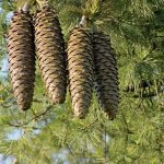 Pine | Description, Conifer, Genus, Species, Uses, Characteristics