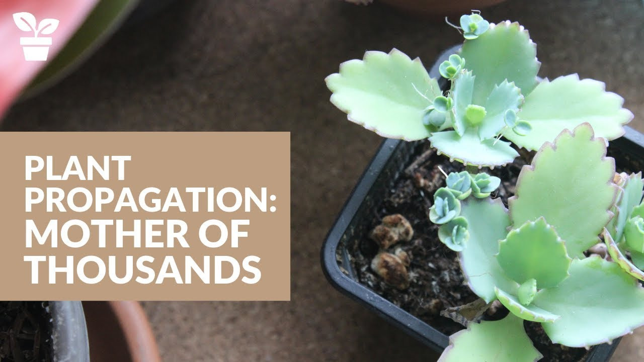 Plant Giveaway | Mother Of Thousands Propagation | How To Propagate  Plantlets
