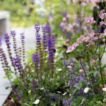 Plant Guide : Astrantia — Victoria Wade