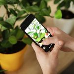 Plant Identification Apps To Use | Crewcut Lawn & Garden