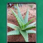 Plant Identifier From Photo Apk For Android Download