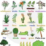 Plant Names: List Of Common Types Of Plants And Trees • 7Esl
