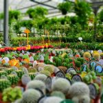 Plant Nursery Business Plan In India: Startup Costs, Profit