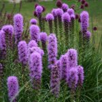 Plant Profile: Liatris