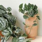 Plant Profile: Scindapsus | Plant Circle