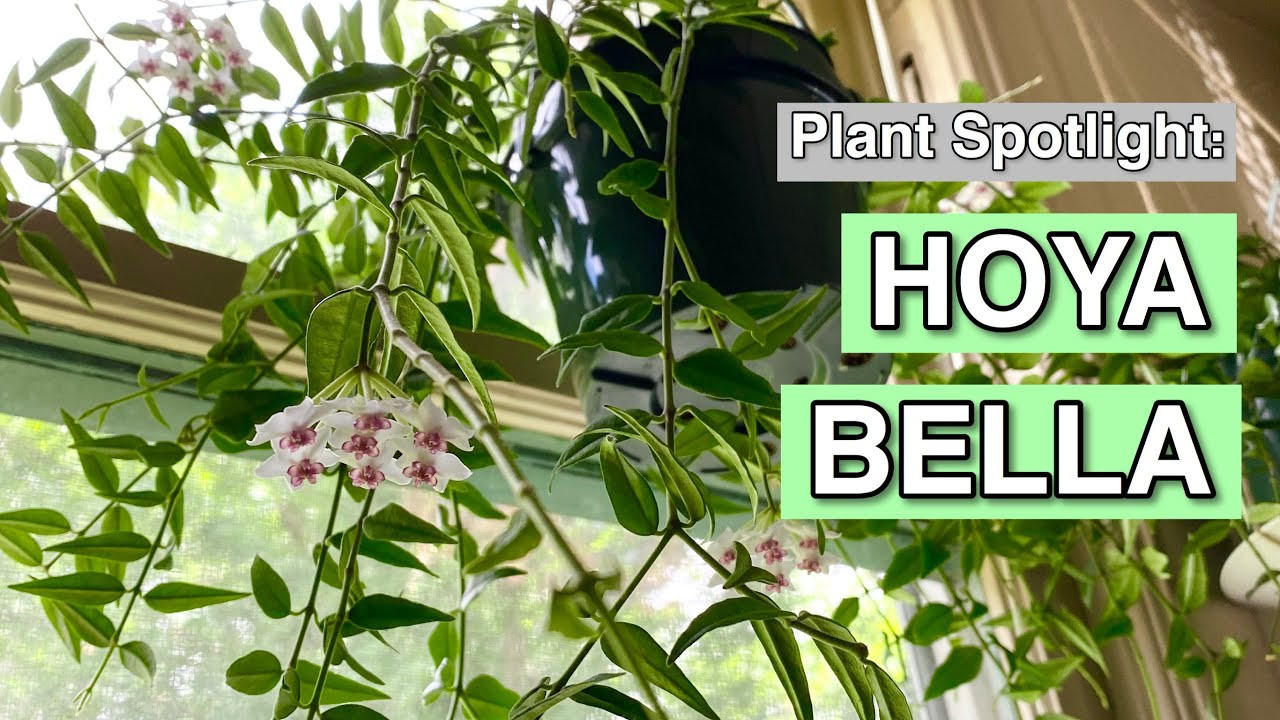 Plant Spotlight: Hoya Bella | Hoya Bella Care Tips | How To Make Hoya Bloom