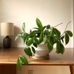 Plant Spotlight: Hoyas — Stump | Curated Plants + Sustainably