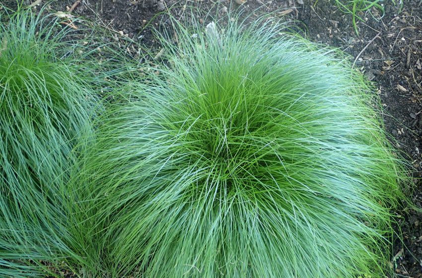  Carex Plant