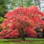 Planting A Japanese Maple Tree: Tips On Growing And Caring For