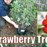 Planting A Strawberry Tree In My Backyard Food Forest!