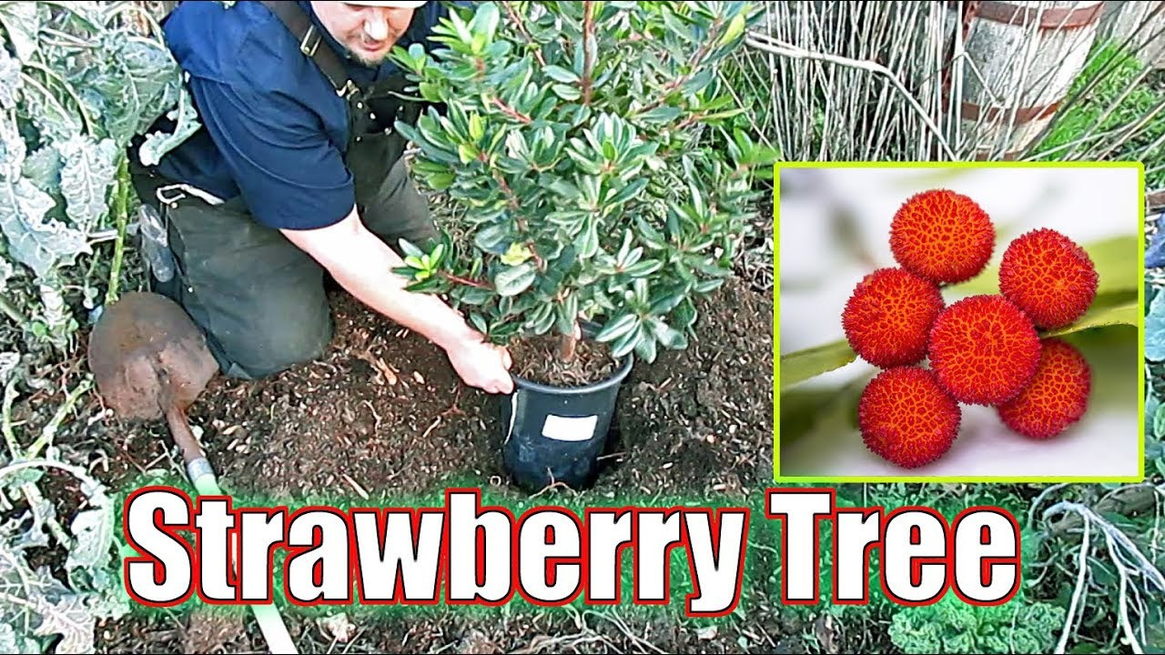 Planting A Strawberry Tree In My Backyard Food Forest!