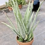 Planting Aloe Vera In Pots – Joy Us Garden | Care, Propagation