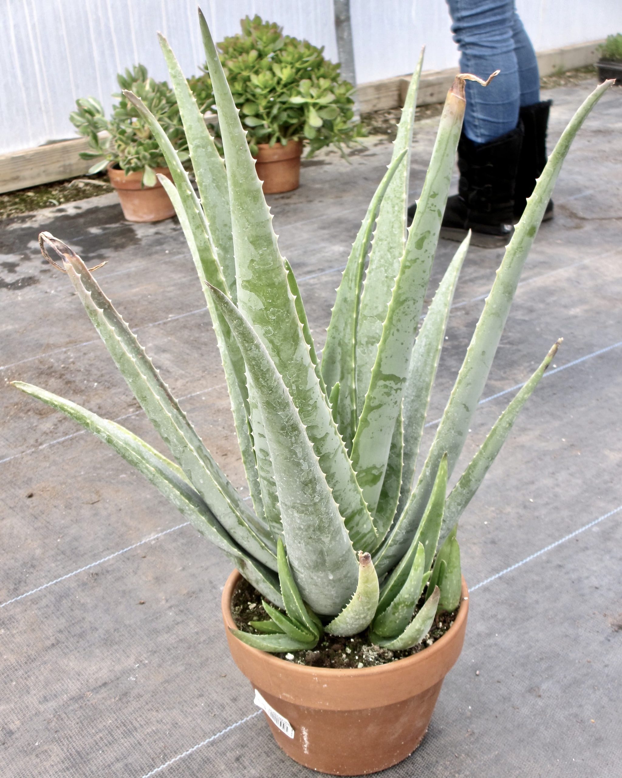 Planting Aloe Vera In Pots - Joy Us Garden | Care, Propagation