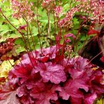 Planting Coral Bells: How To Grow And Care For These Colorful