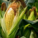 Planting Corn: Tips For Growing Corn At Home – Plantura