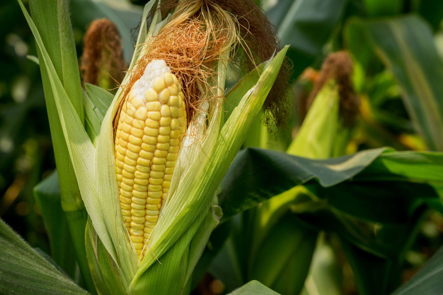 Planting Corn: Tips For Growing Corn At Home - Plantura