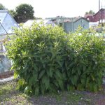 Planting, Cultivation, Harvesting & Problems Of Comfrey