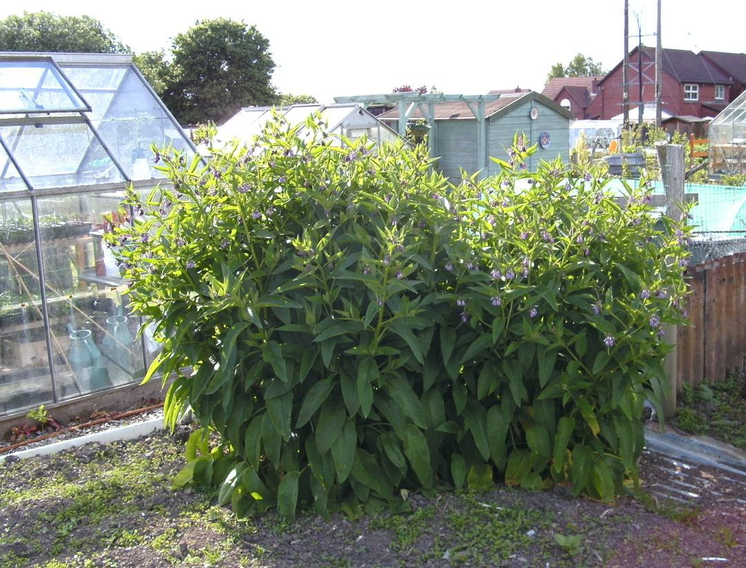 Planting, Cultivation, Harvesting & Problems Of Comfrey