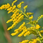 Planting Goldenrod In The Garden – What Is The Plant Goldenrod