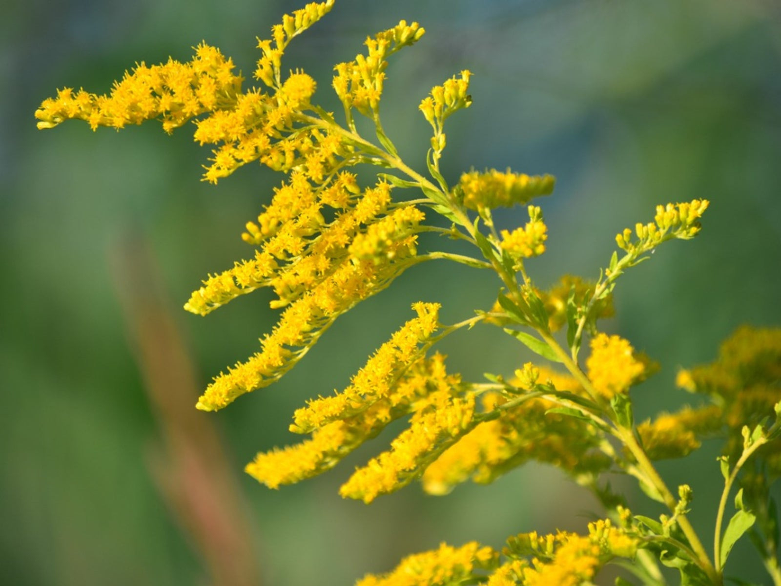 Planting Goldenrod In The Garden – What Is The Plant Goldenrod