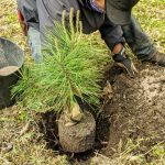 Planting Pine Trees And Littleleaf Lindens – The Martha Stewart Blog