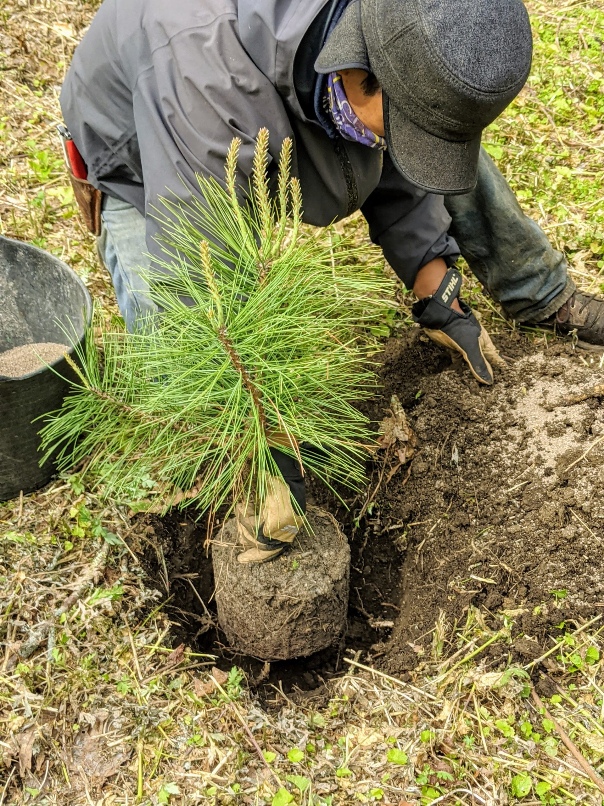 Planting Pine Trees And Littleleaf Lindens – The Martha Stewart Blog