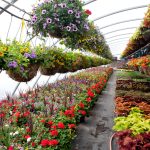 Plants And Flowers, Plant Nursery, Flower Nursery